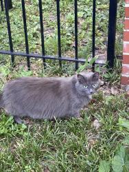 Found/Stray Unknown Cat last seen Near w st, Washington, DC 20009