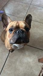 Reunited Male Dog last seen 41st pl and san pedro st at the park, Los Angeles, CA 90011