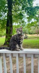 Lost Male Cat last seen Mount Pleasant Rd, Montgomery, TX 77356