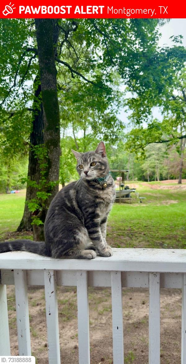 Lost Male Cat last seen Mount Pleasant Rd, Montgomery, TX 77356