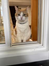 Lost Female Cat last seen Allison drive, Sugar Hill, GA 30518