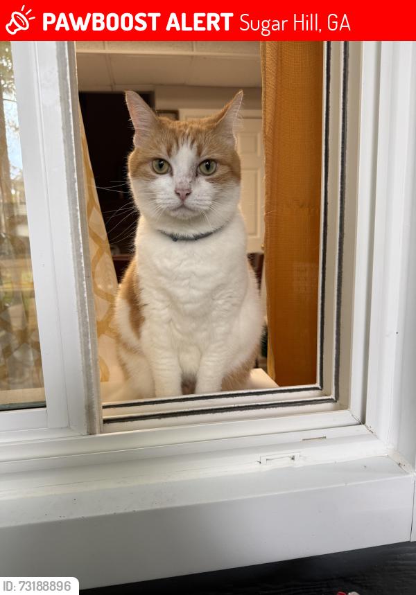 Lost Female Cat last seen Allison drive, Sugar Hill, GA 30518