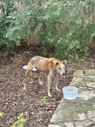 Found/Stray Male Dog last seen Near candle park, San Antonio, TX 78249