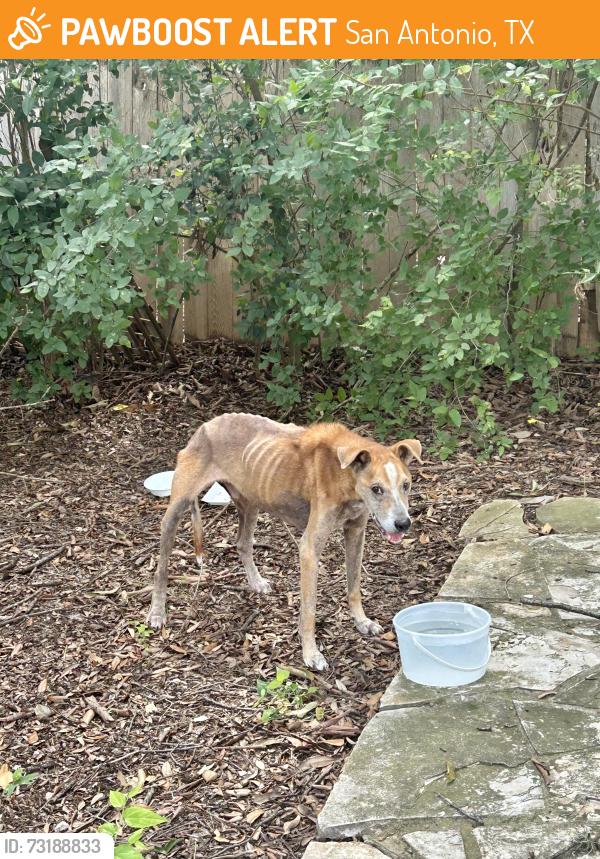 Found/Stray Male Dog last seen Near candle park, San Antonio, TX 78249