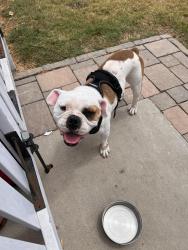 Found/Stray Male Dog last seen Bristol road near Johnson drive, Ventura, CA 93036