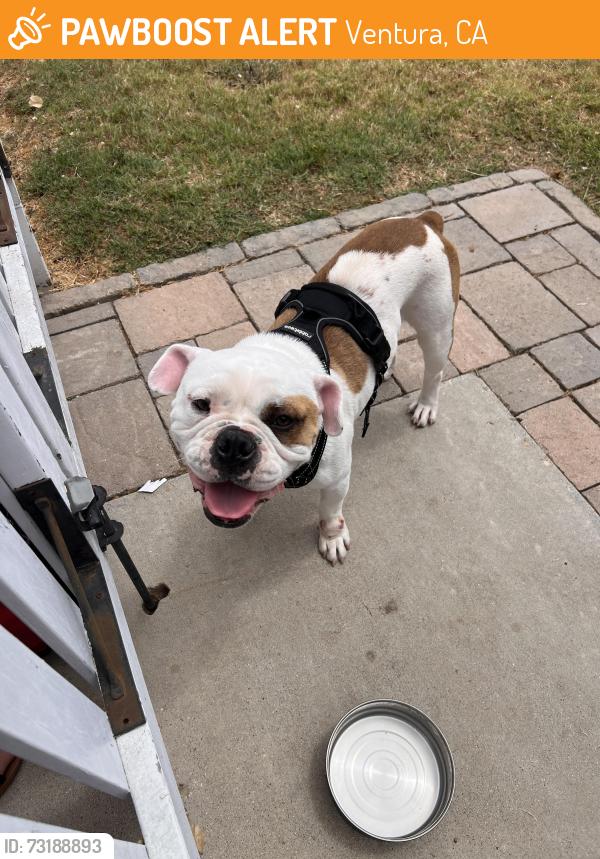 Found/Stray Male Dog last seen Bristol road near Johnson drive, Ventura, CA 93036