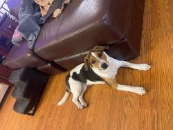 Reunited Female Dog last seen Laurel oaks adventist school, Hamden, CT 06514