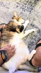 Reunited Female Cat last seen Quakertown and hart, Los Angeles, CA 91364