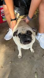 Reunited Male Dog last seen Strong Box Way, San Antonio, TX 78254
