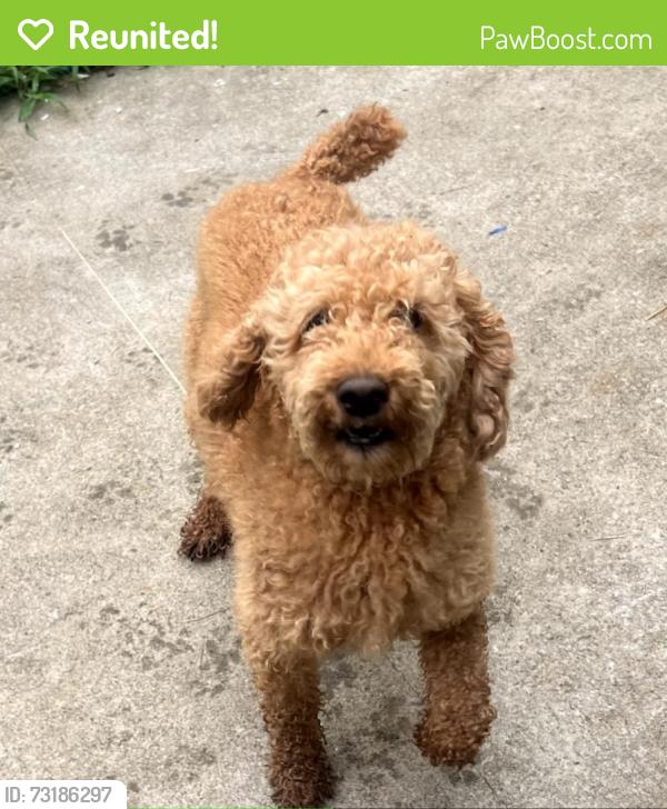 Reunited Female Dog last seen Norris, Central, SC 29630