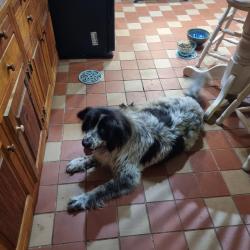 Reunited Male Dog last seen Horseshoe gap village, Hendersonville, NC 28792
