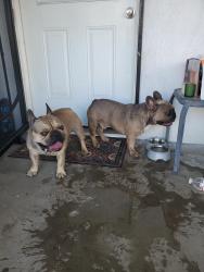 Reunited Male Dog last seen 29th st and Valencia ave, San Bernardino, CA 92404