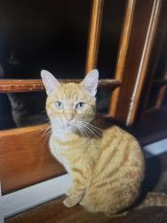 Found/Stray Male Cat last seen Cypress Ave and orange grove, Pasadena, CA 91103