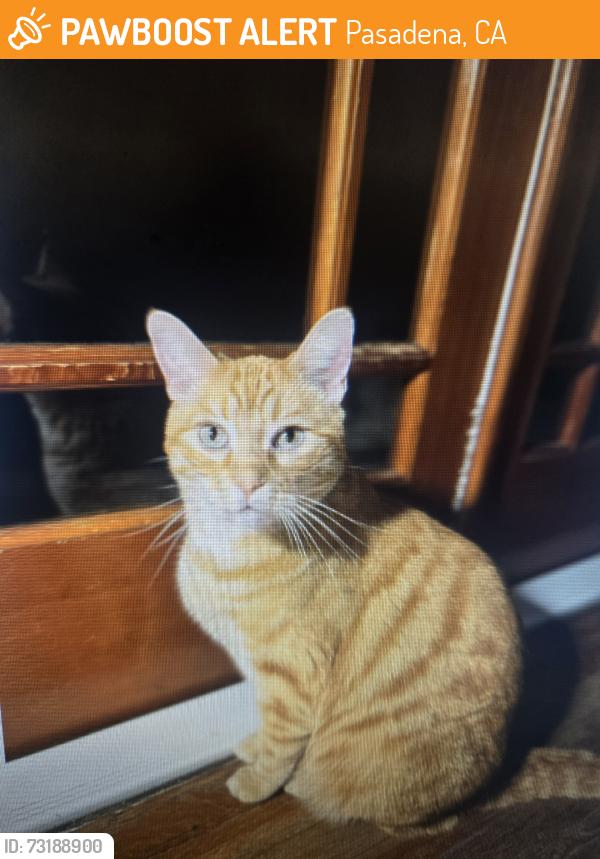 Found/Stray Male Cat last seen Cypress Ave and orange grove, Pasadena, CA 91103