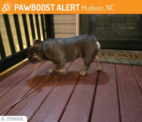 Found/Stray Male Dog last seen Deal Mill Rd, Hudson, NC 28630