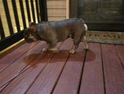 Found/Stray Male Dog last seen Deal Mill Rd, Hudson, NC 28630