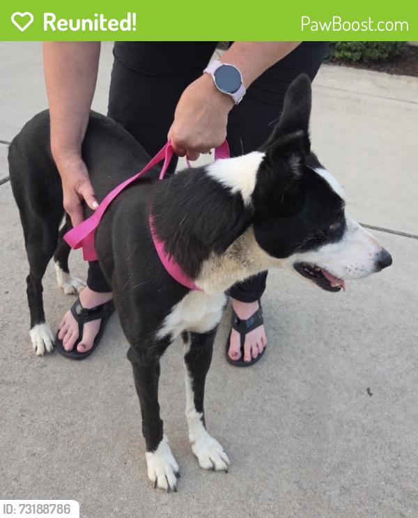 Reunited Female Dog last seen Scalesville and Millbrook, Summerfield, NC 27358