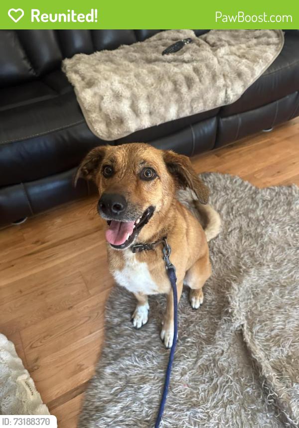 Reunited Female Dog last seen Pacetti and church road, St. Johns County, FL 32092