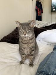 Reunited Female Cat last seen Stromberg and Cropley, Arcata, CA 95521