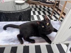 Found/Stray Female Cat last seen Behind a townhouse community on Rush Street, Raleigh, NC 27610