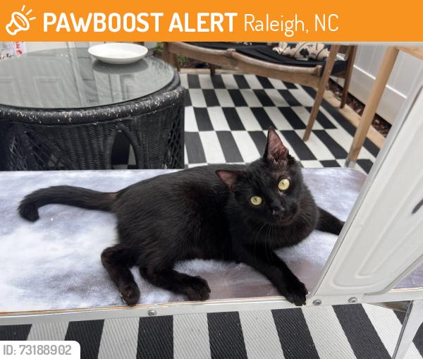 Found/Stray Female Cat last seen Behind a townhouse community on Rush Street, Raleigh, NC 27610