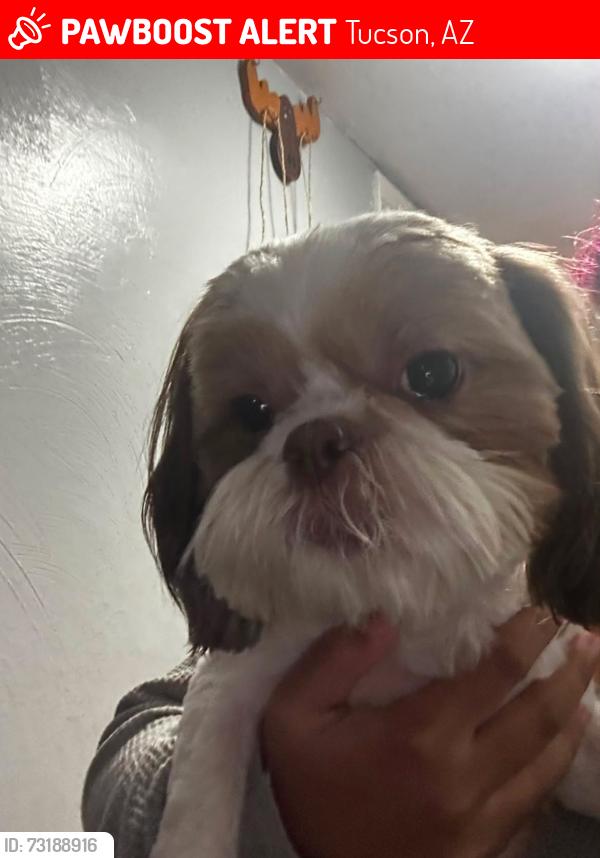 Lost Female Dog last seen Near Dairy Queen and Jesse Owen’s area., Tucson, AZ 85710