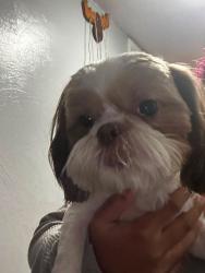 Lost Female Dog last seen Near Dairy Queen and Jesse Owen’s area., Tucson, AZ 85710