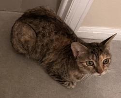 Reunited Female Cat last seen W Cannon Pl and East Sutton, Lafayette, CO 80026