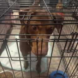 Found/Stray Female Dog last seen Wilson blvd, Blythewood, SC 29016