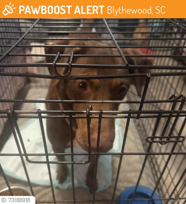 Found/Stray Female Dog last seen Wilson blvd, Blythewood, SC 29016