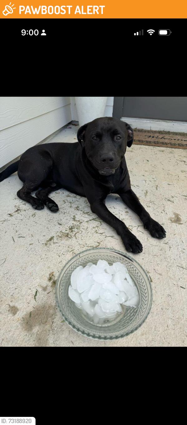 Found/Stray Male Dog last seen Vacek point and Vacek meadows, Fort Bend County, TX 77469