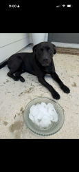 Found/Stray Male Dog last seen Vacek point and Vacek meadows, Fort Bend County, TX 77469
