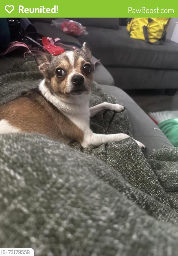 Reunited Female Dog last seen Rapid Stop, Cleveland, OH 44103