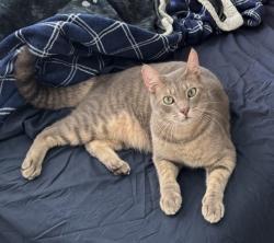 Reunited Male Cat last seen On stone street, New Brunswick, NJ 08901
