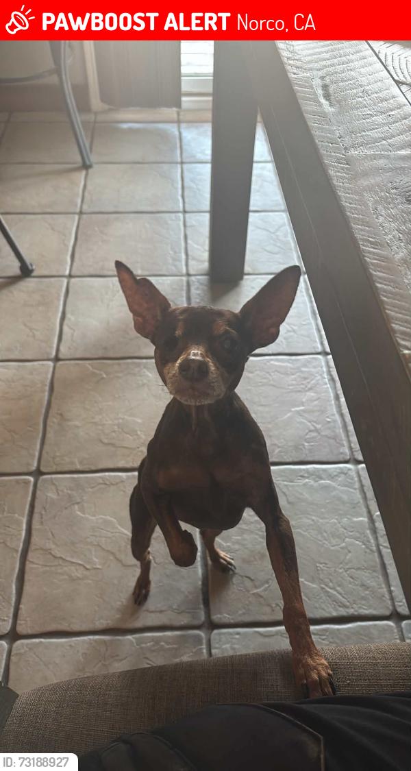 Lost Female Dog last seen 2nd and Laredo, Norco, CA 92860