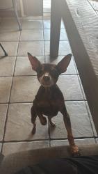 Lost Female Dog last seen 2nd and Laredo, Norco, CA 92860