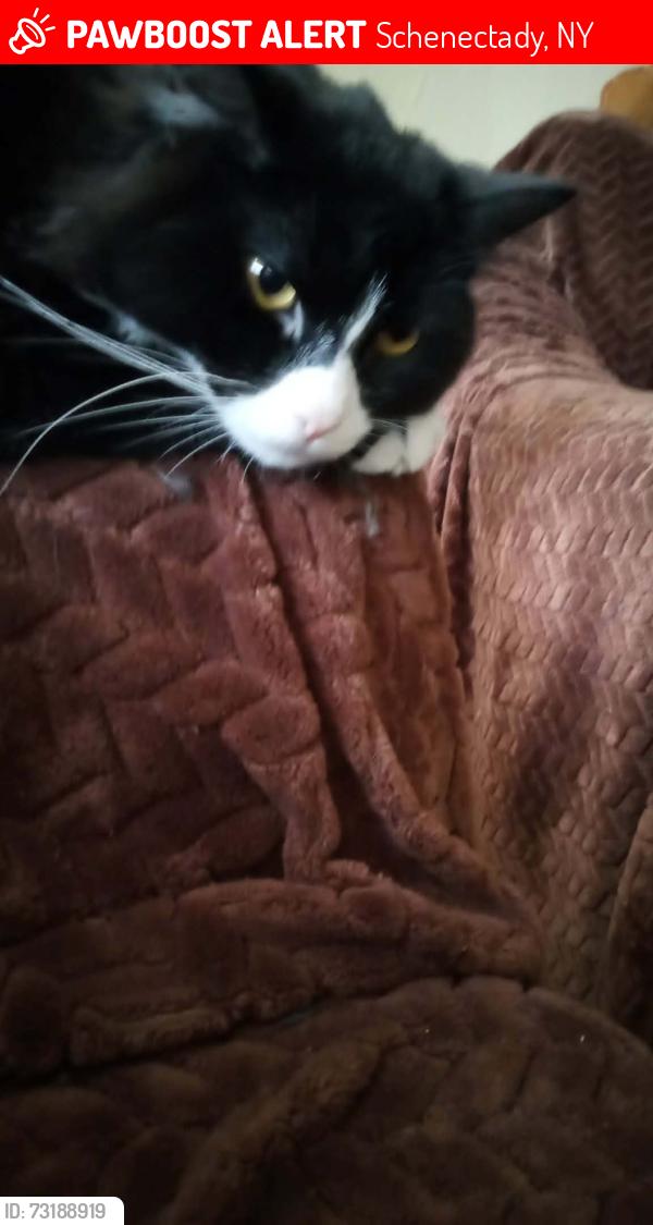 Lost Male Cat last seen Near Oakland Ave Schenectady ny 12308, Schenectady, NY 12308