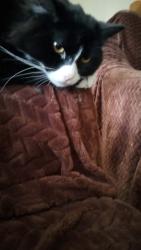 Lost Male Cat last seen Near Oakland Ave Schenectady ny 12308, Schenectady, NY 12308