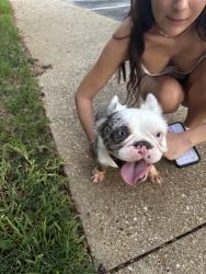 Reunited Unknown Dog last seen The Grove, Tyler, TX 75703