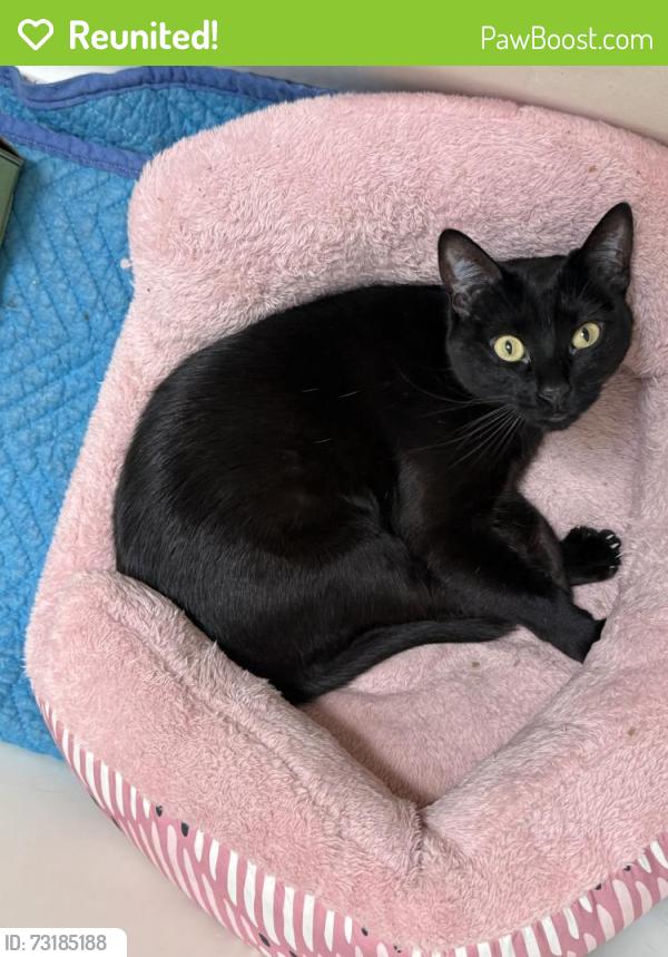 Reunited Female Cat last seen 81st/ Greenwood, Seattle, WA 98103