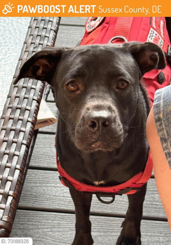 Found/Stray Female Dog last seen Route 9 and Fisher Road, Sussex County, DE 19958