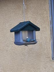 Found/Stray Unknown Bird last seen Comanche, Palomas, Albuquerque, NM 87107