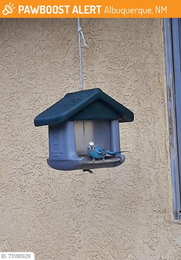 Found/Stray Unknown Bird last seen Comanche, Palomas, Albuquerque, NM 87107
