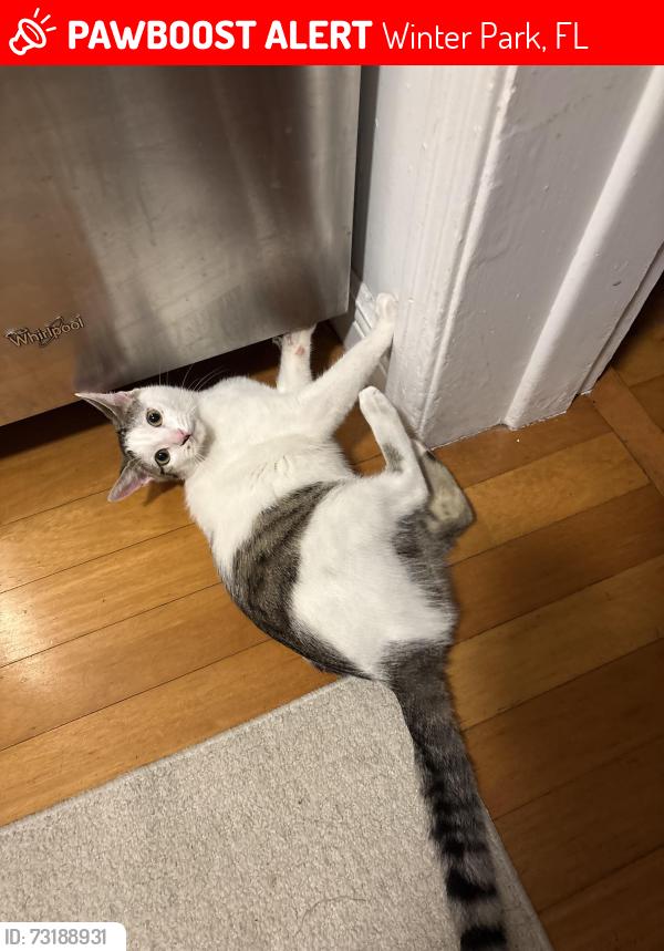 Lost Male Cat last seen Winter Park YMCA, Winter Park, FL 32792