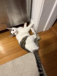 Lost Male Cat last seen Winter Park YMCA, Winter Park, FL 32792