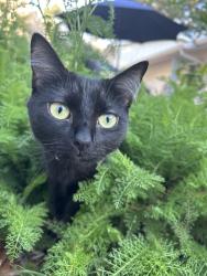 Reunited Female Cat last seen Chipley ave., Pensacola, FL 32503