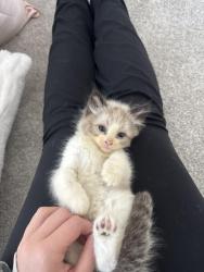 Lost Male Cat last seen Blossom woods neighborhood rogers ar, Rogers, AR 72758