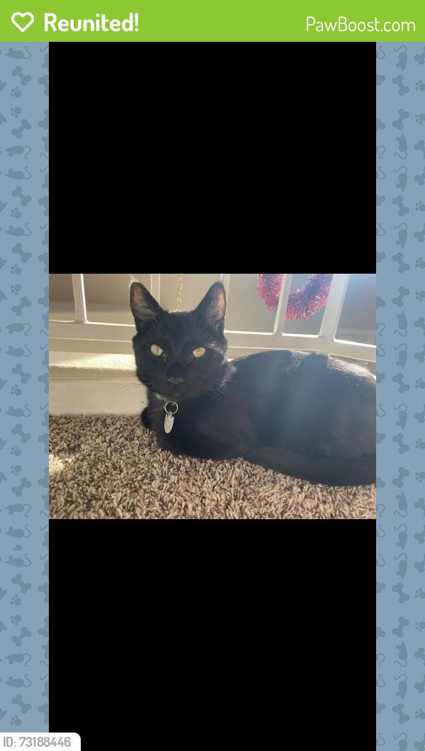 Reunited Male Cat last seen Farm and Buffalo, Las Vegas, NV 89131