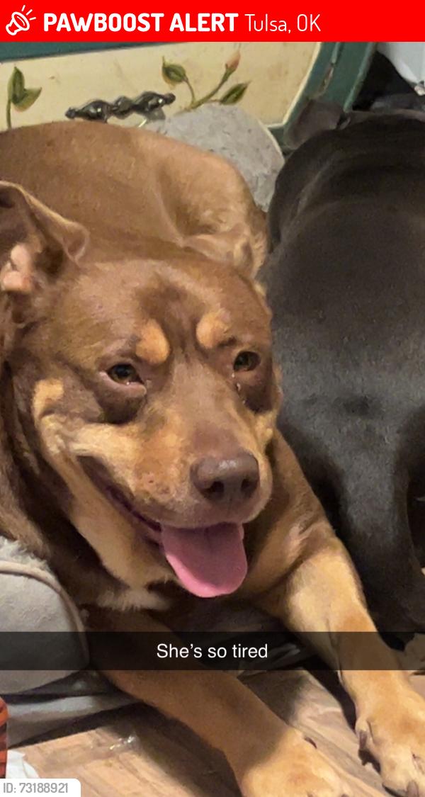 Lost Female Dog last seen 21st street and Southwest blvd, Tulsa, OK 74107