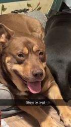 Lost Female Dog last seen 21st street and Southwest blvd, Tulsa, OK 74107